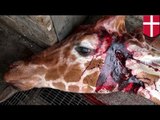 Danish zoo kills healthy giraffe, feeds to lions to prevent 'inbreeding'