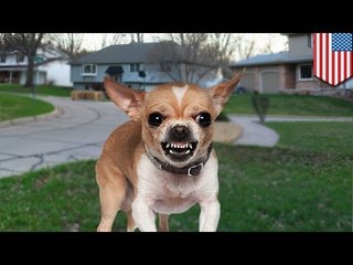 野犬化したチワワ　人を襲う