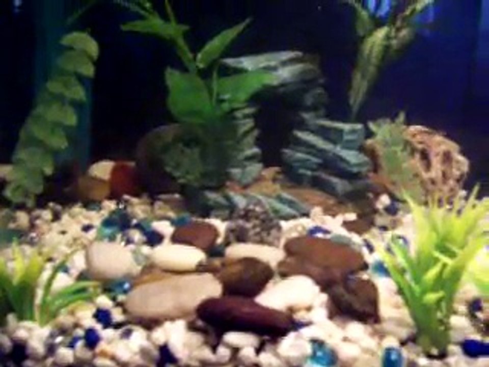 Guppy heaven and hell.