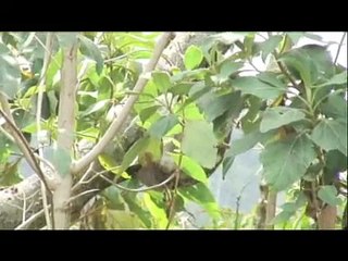 Una Pereza en mi casa!