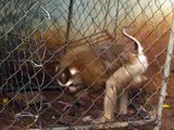 Caged Monkeys