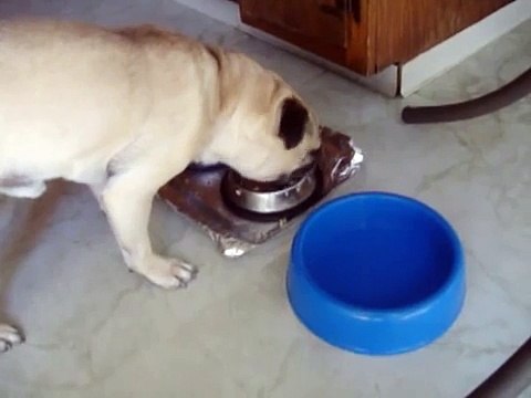 My pug dog just LOVES to Chow Down on food that isn't DOG FOOD! (LOL)