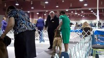 Bull Mastiff at AKC Dog Show