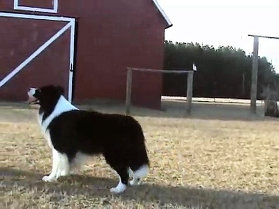 Free Stacking Border Collie
