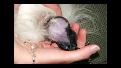 Keeshond Puppies Being Born