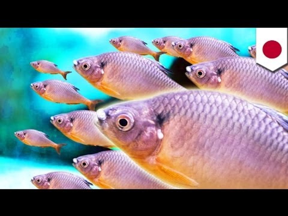 Japanese men arrested breeding banned fish