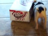 CRAZY JACK RUSSELL DOG LOVES DIET DR. PEPPER BOXES!