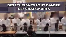 Des étudiants font danser des chats morts avant de les disséquer