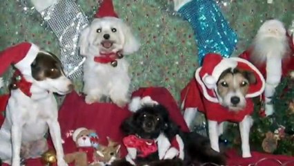 CAMPAÑA: Decile No! a la pirotecnia.  Por unas FIESTAS FELICES para TODOS...