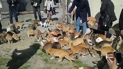 Heaven Cat cat cat Island Japan