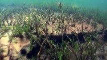 Underwater predators: eel & perch. Fishcamera Угорь окунь подводой 海の怪獣