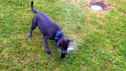 Hank the Dog Vs The Sprinkler