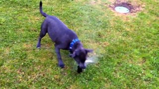 Hank the Dog Vs The Sprinkler