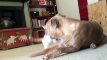 Ferocious kitten attacks innocent pit bull