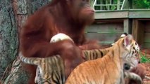 El orangután más tierno da biberón a tigres