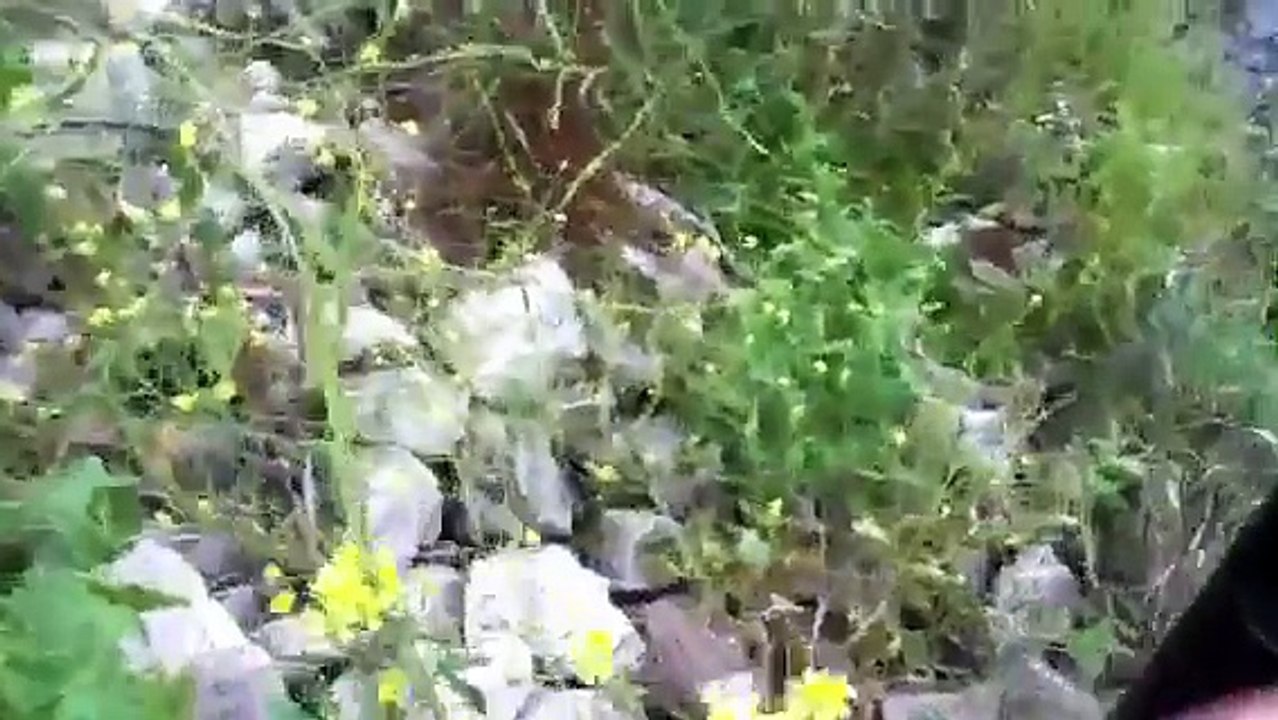 Crayfish trap