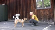 Handling Shyness - Clicker Dog Training