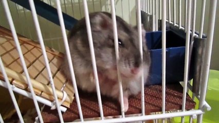 Hamster anão russo roendo tudo