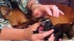 1 Week Old Chihuahua Puppies - www.chihuahuasweelove.com