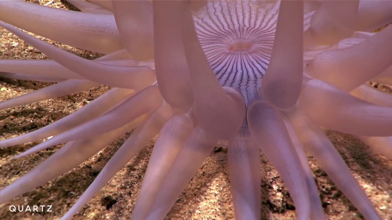 Créatures marines des abysses filmés au large de Porto rico : magique!