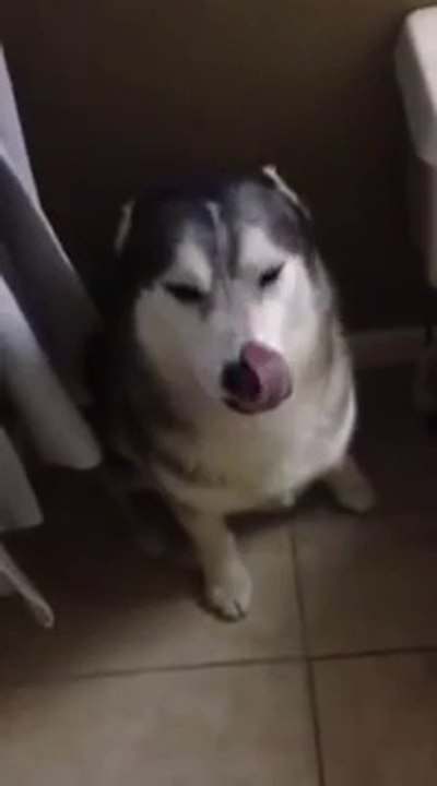 Ce chien ne veut pas aller au bain!