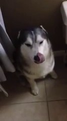 Ce chien ne veut pas aller au bain!