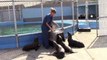 Rescued Sea Lion Care at Six Flags Discovery Kingdom (5/10/15)