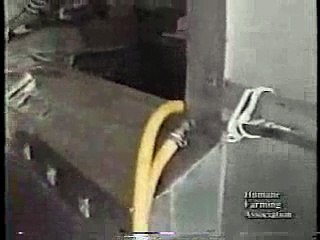 Horse Slaughter House