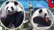 Naughty panda cub Yuan Zai steals carrots from her mother