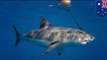 Shark culling: Australia to use baited drum lines to kill sharks