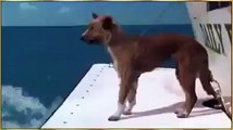 Un chien sauvé par un dauphin des requins