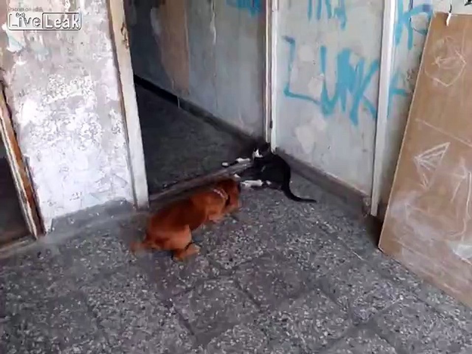 cat & dog köpek kediyle oynuyor