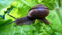 Garden snail on a leaf of lettuce Tuin slak op een blaadje sla حديقة حلزون على ورقة من الخس
