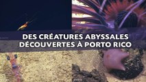 Des espèces abyssales inconnues découvertes par des scientifiques