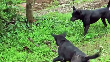 Dog snake köpek ve yılannın mücalesi