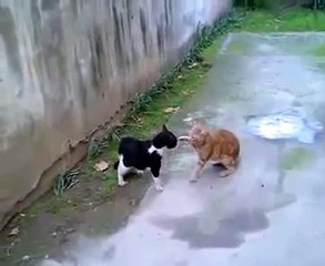 Wild Cats Fight Kedilerin mücadelesi 2