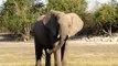 African Wildlife - Elephants playing and bathing