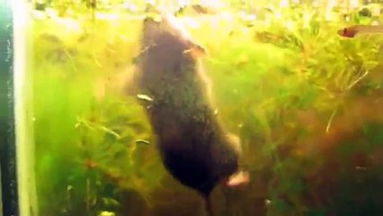 Drowning mouse