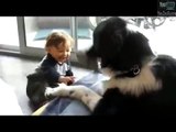 Bambino piccolo gioca e ride da morire con un cane grosso (Terranova)