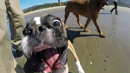 Two Legged Boxer Duncan Lou Who -  First Trip to t