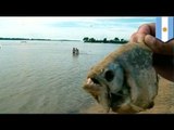 Piranha attack: 70  injured by piranhas in Argentina's Parana river