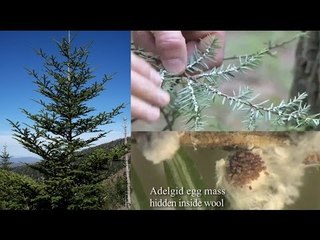 An invasive bug may drive America's favorite wild Christmas trees to extinction