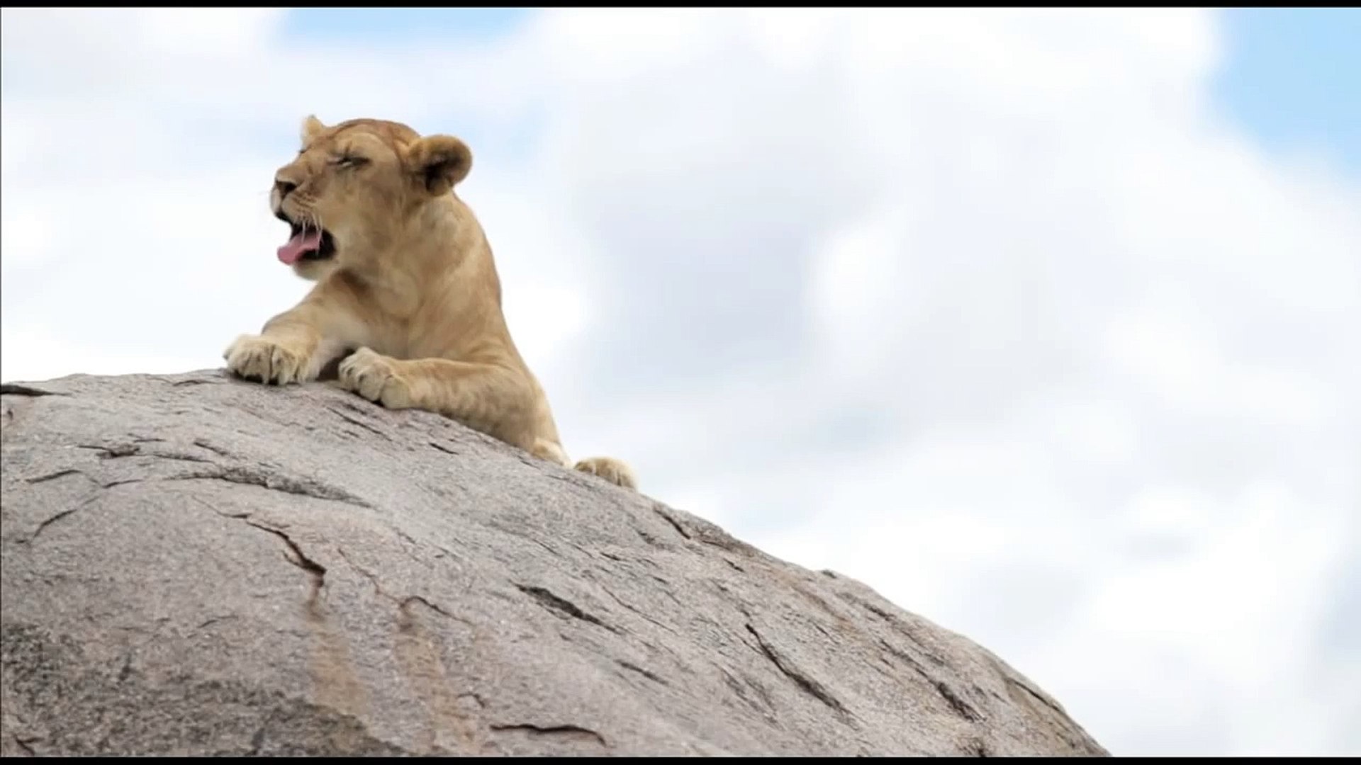 Lion in Serengeti (Tanzania)