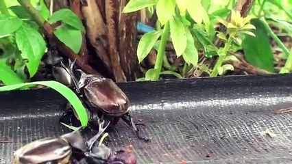 カブトムシ交尾に四苦八苦