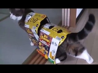 Maru: Who is Boss, me or me???? - Funny Video