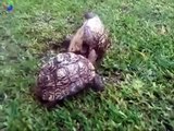 Tortoise helps friend who's flipped over