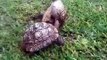 Tortoise helps friend who's flipped over