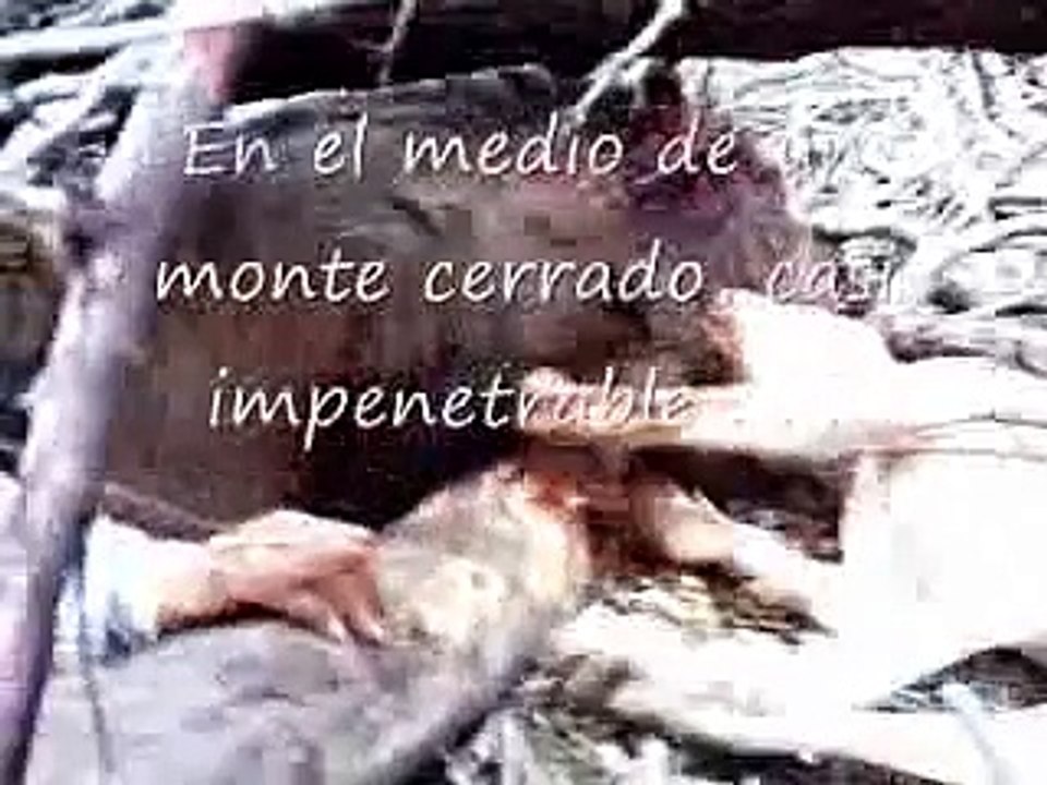 Caza del jabali con perros y cuchillo - Flotada - Caza mayor