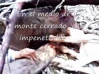 Caza del jabali con perros y cuchillo - Flotada - Caza mayor