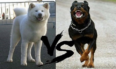 Akita İnu vs Rottweiler
